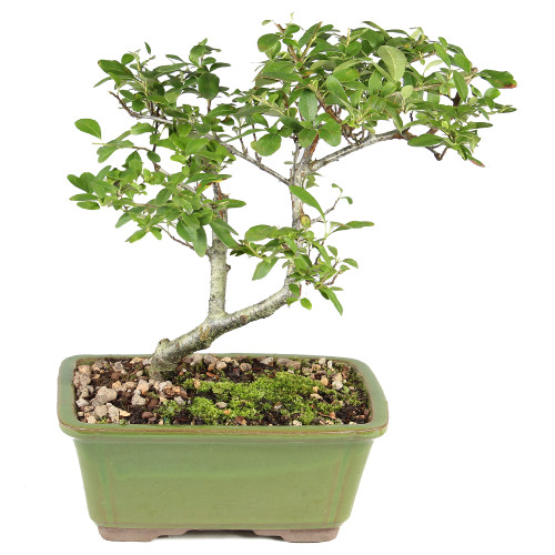 Pyracantha - ST2125DP-B
