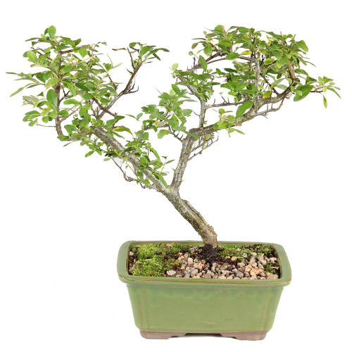 Pyracantha - ST2125DP-D