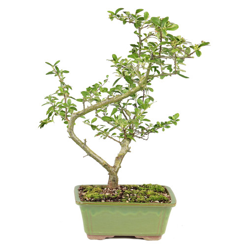 Pyracantha - ST2125DP-F