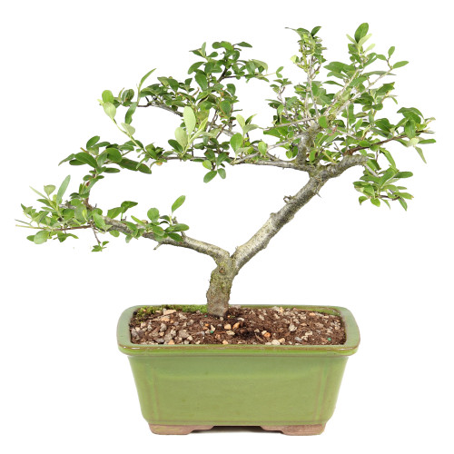 Pyracantha - ST2125DP-I