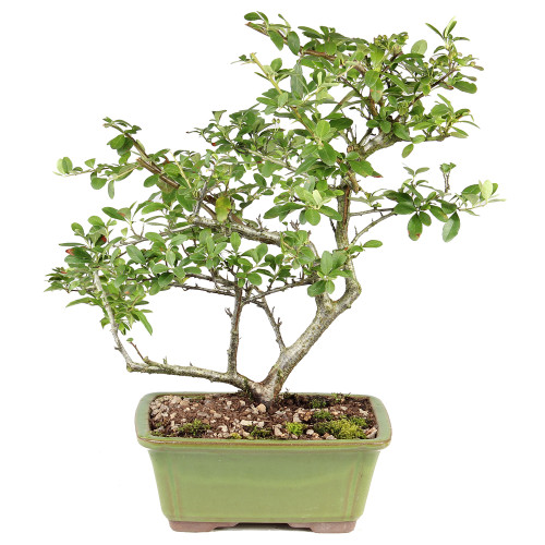 Pyracantha - ST2125DP-K