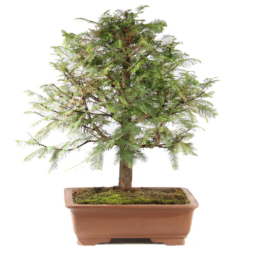 Dawn Redwood - ST0325DR-B