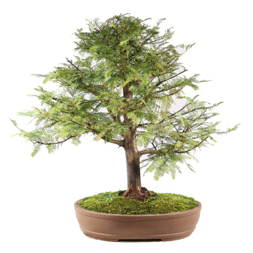 Dawn Redwood - ST0325DR-I