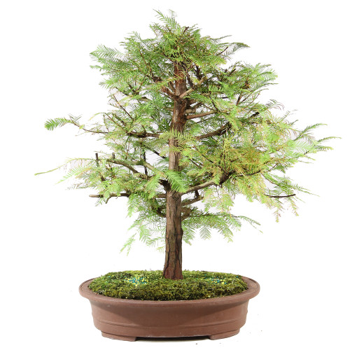 a tree in a pot