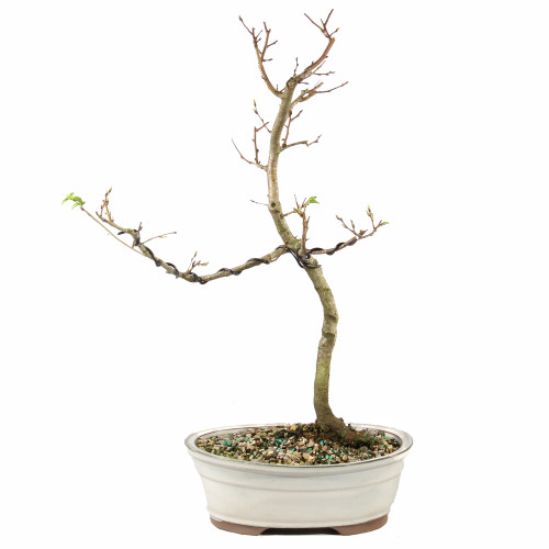 Korean Hornbeam - ST0225KH-L
