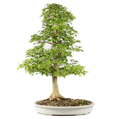 Trident Maple - ST3225TM-E