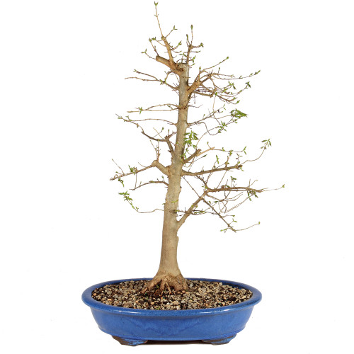 a small tree in a blue pot