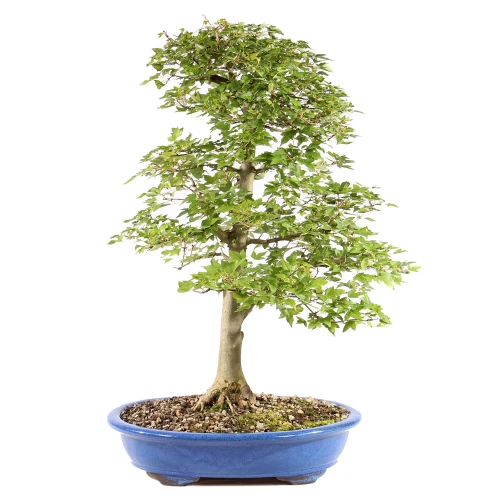 a small tree in a blue pot