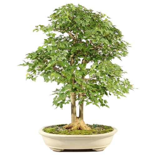 Trident Maple - ST3335TM-A - Brussel's Bonsai