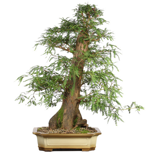 Bald Cypress - ST2424BC-W