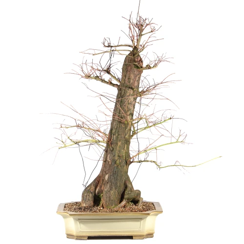 a tree in a pot