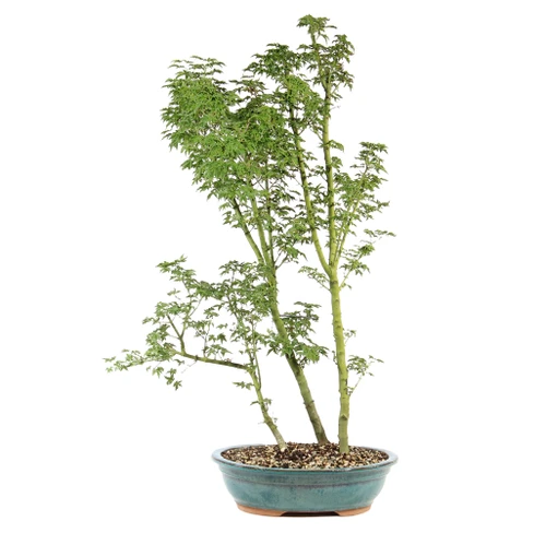 a plant in a pot