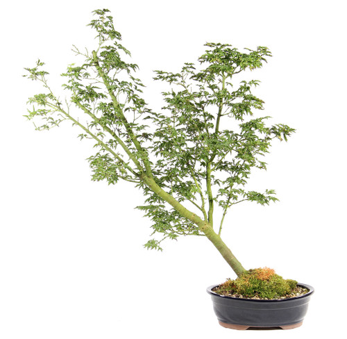a tree growing in a pot