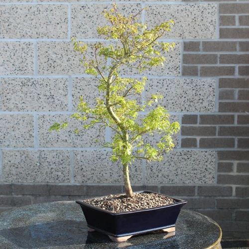 a small tree in a pot