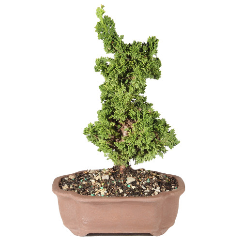 Small Arborvitae in a ceramic contianer 