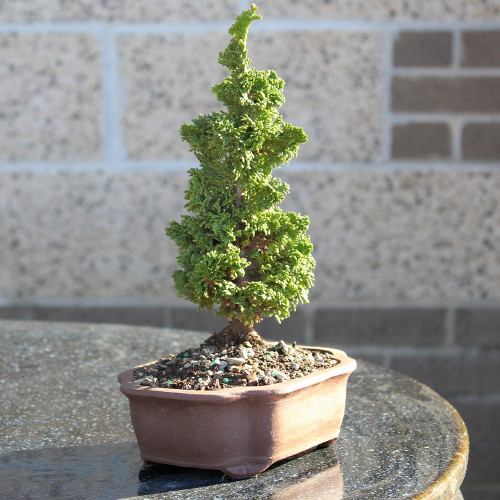 Small Arborvitae  'Thuja occidentalis'