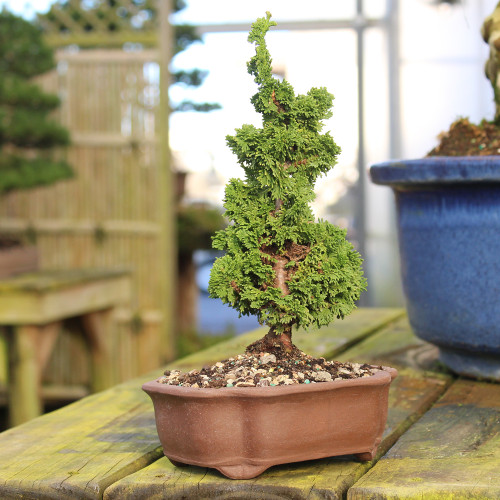 a small tree in a pot