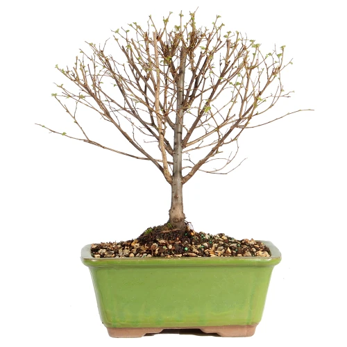 Zelkova in dormant season