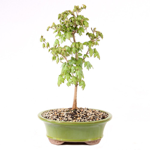 a small tree in a pot