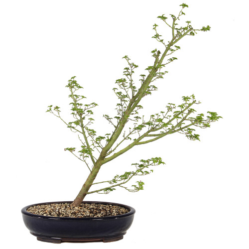 a small tree in a pot