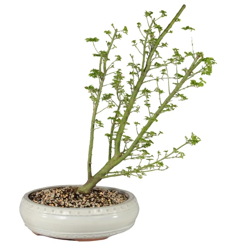 a plant in a pot