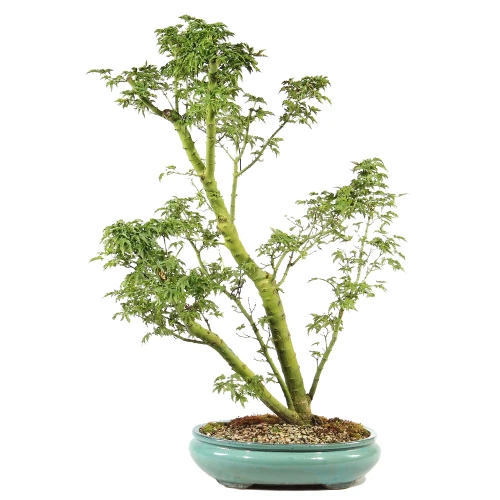 a green plant in a pot