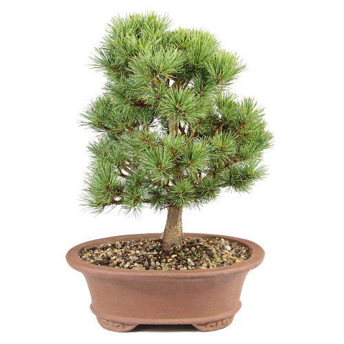 a small tree in a pot