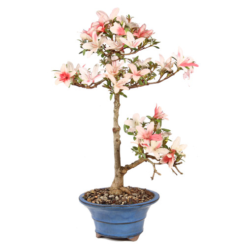 Satsuki Azalea - ST5425SA-V