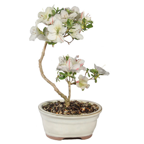 Satsuki Azalea - ST6225SA-H
