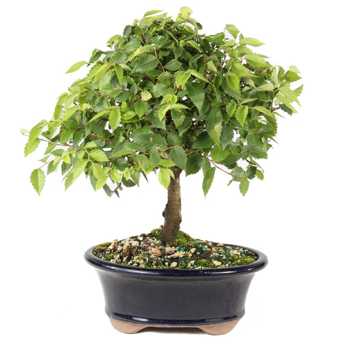 Zelkova - ST7025ZS-C