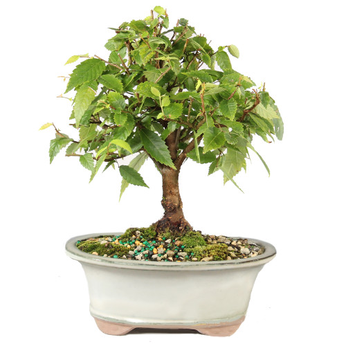 Zelkova - ST7025ZS-E