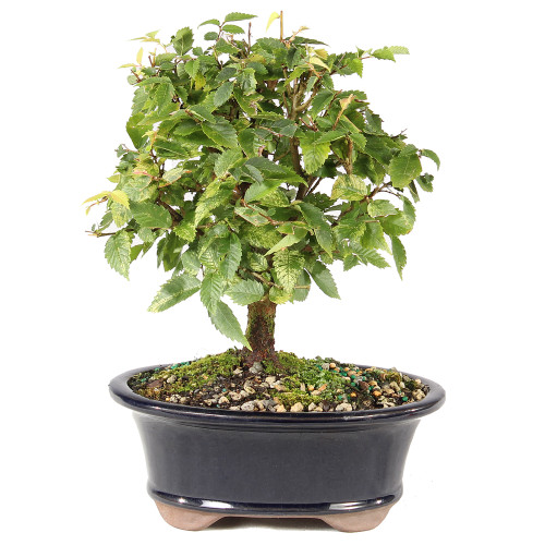 Zelkova - ST7025ZS-G