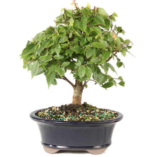 Zelkova - ST7025ZS-J