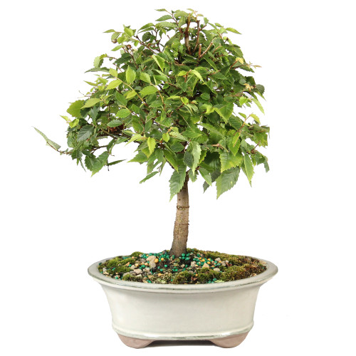 Zelkova - ST7025ZS-L