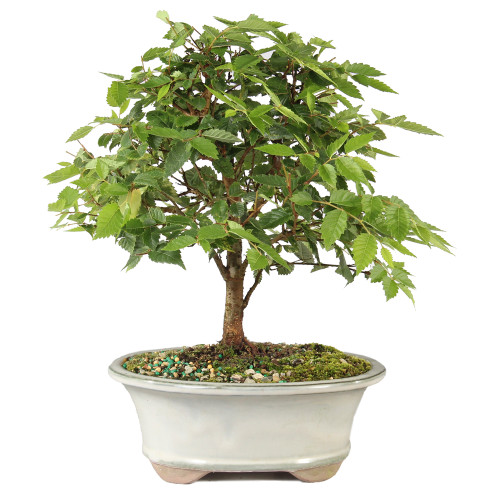 Zelkova - ST7025ZS-P