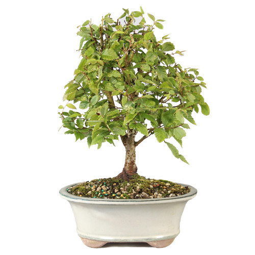 Zelkova - ST7025ZS-S