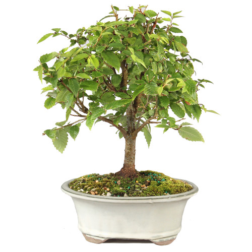 Zelkova - ST7025ZS-U