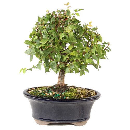 Zelkova - ST7025ZS-X