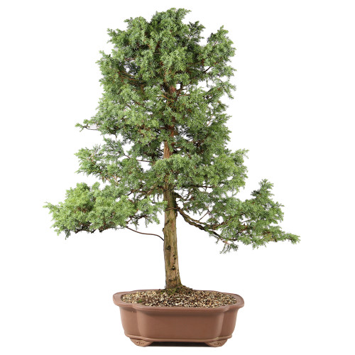 Fomenia Juniper -ST7125FJ-A