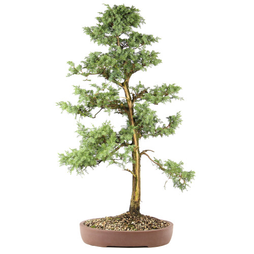 Fomenia Juniper -ST7125FJ-B