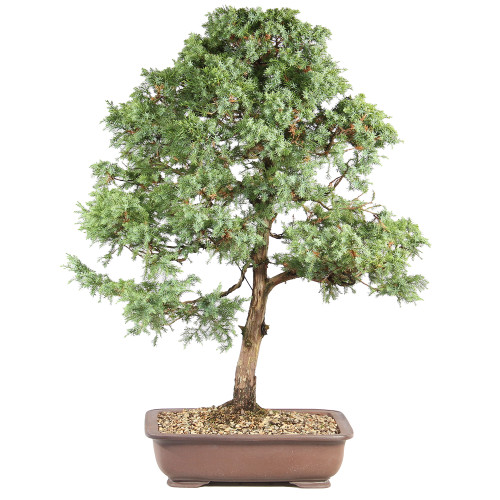 Fomenia Juniper -ST7125FJ-C