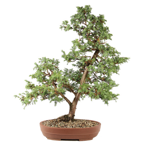 Fomenia Juniper -ST7125FJ-D