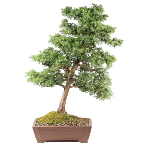 a tree in a pot
