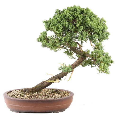 a bonsai tree in a pot
