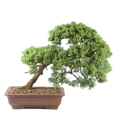 a bonsai tree in a pot