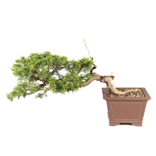 Shimpaku Juniper - ST7425SJ-A