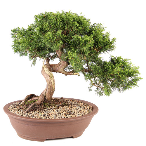 Shimpaku Juniper - ST7525SJ-G