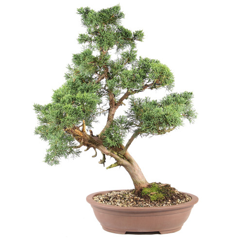 Shimpaku Juniper -ST7625SJ-B