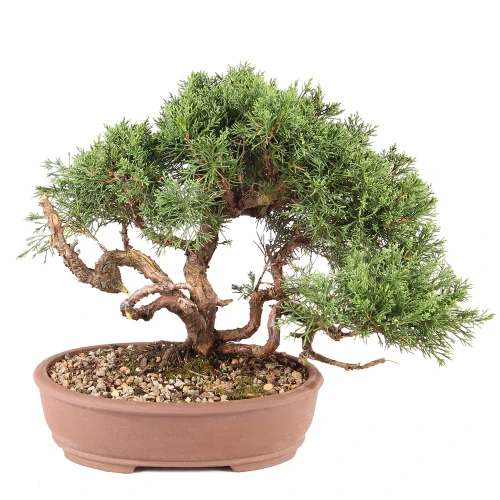 a small tree in a pot