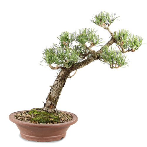 Japanese Black Pine - ST8225JBP-A